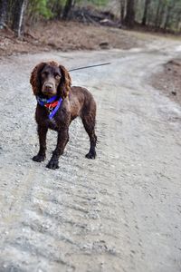 Playful puppy dog standing alone