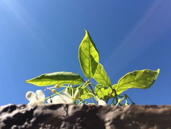 Close-up of leaves against blue sky