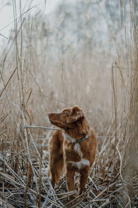 Brown nova scotia duck tolling retriever in a grey collar in the middle of a tall reed.