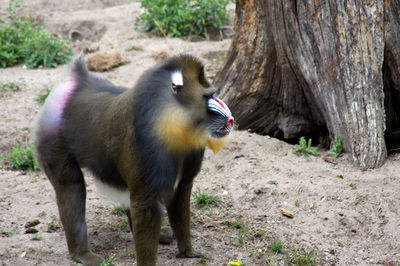 View of monkey on tree trunk