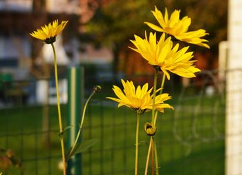 Close-up of yellow flower