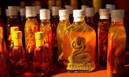 Close-up of snakes in bottles