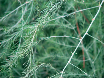 Close-up of green plants growing on field