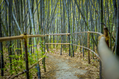 Low section of woman standing in forest