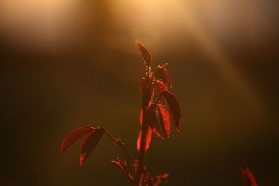 Close-up of wilted plant with red leaves