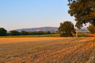 Scenic view of field against clear sky