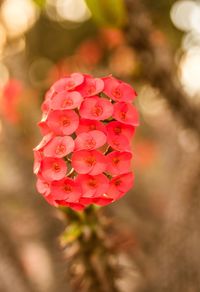 Close-up of pink flower blooming outdoors