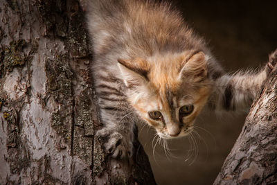 Close-up portrait of a cat