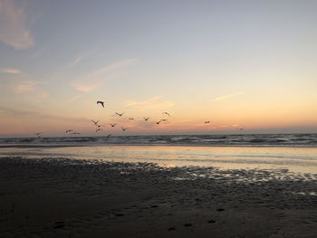 Birds flying over beach against sky during sunset