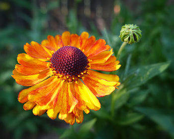 Close-up of sunflower