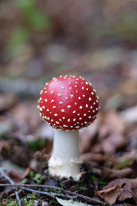 mushroom