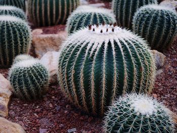High angle view of succulent plant