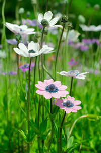 Close-up of white flowering plant