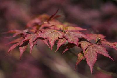 Close-up of maple leaves