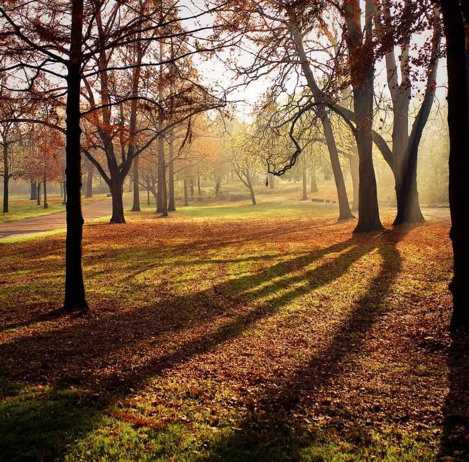 AUTUMN TREES ON FIELD AGAINST SKY