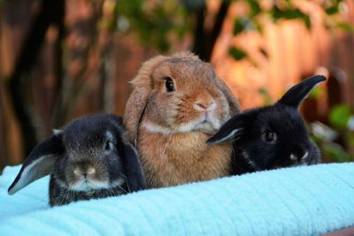 Close-up of a rabbit