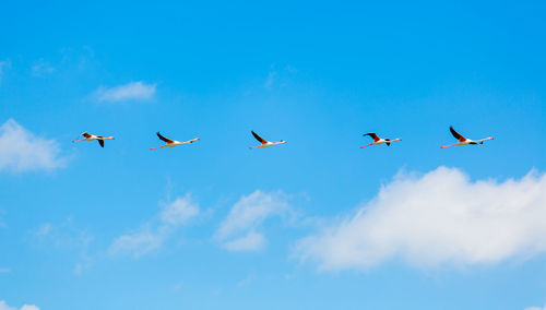 Low angle view of birds flying against blue sky