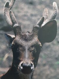 Portrait of deer