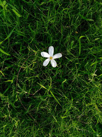 High angle view of white flowering plant on field