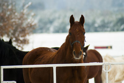 Portrait of horse standing by fence