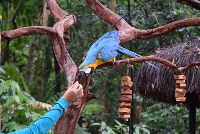 Low angle view of hand holding bird perching on tree