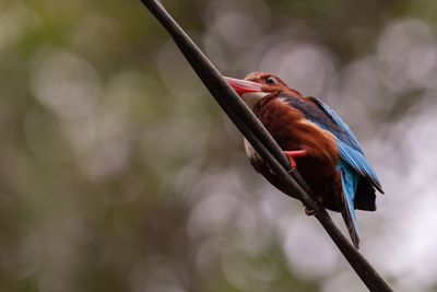 Close-up of bird perching on branch