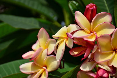 Close-up of frangipani on plant