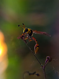 Close-up of insect on flower