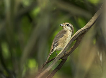 Close-up of bird perching on branch