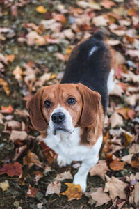 High angle view of dog on field during autumn