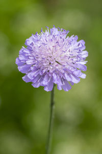 Close-up of purple flowering plant