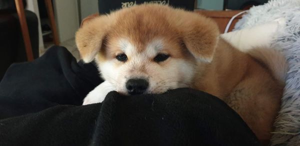 Close-up of a dog resting on bed