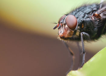 Close-up of fly