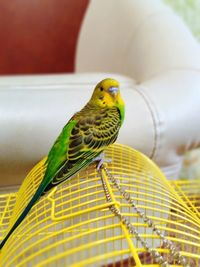 Close-up of parrot perching
