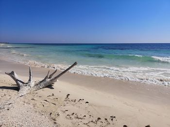 Scenic view of driftwood on beach against clear sky