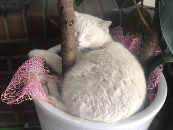 Close-up of cat sleeping at home