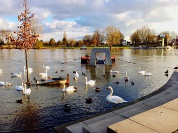 Swans swimming in lake