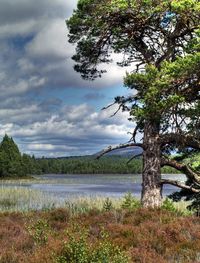 Tree by lake against sky
