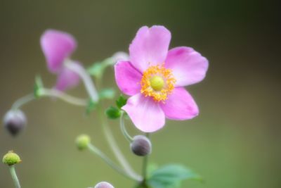 Close-up of pink flowering plant