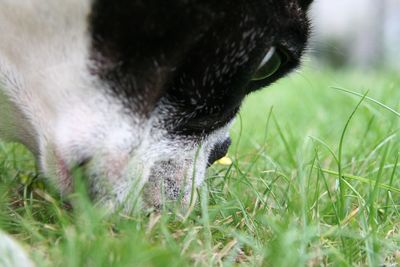 Close-up of dog on grass