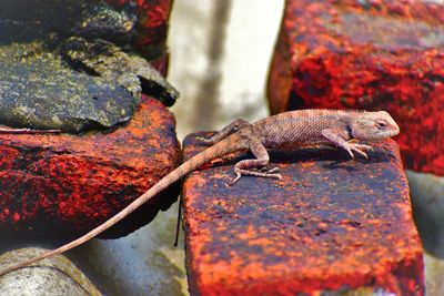 Close-up of lizard on metal wall