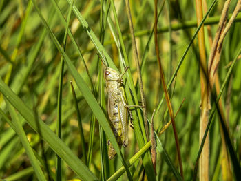 Close-up of insect on grass