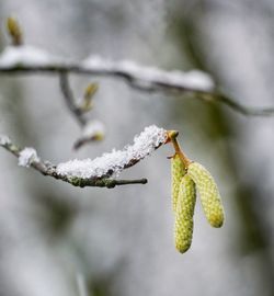 Close-up of snow on plant