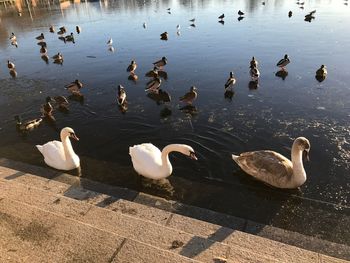 Swans swimming in lake