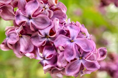 Close-up of pink flowering plant