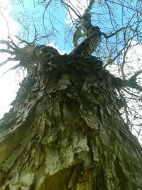 Low angle view of tree trunk