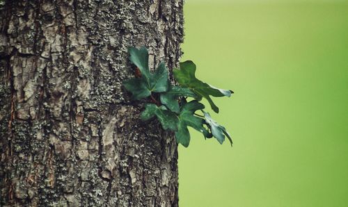 Close-up of ivy on tree trunk