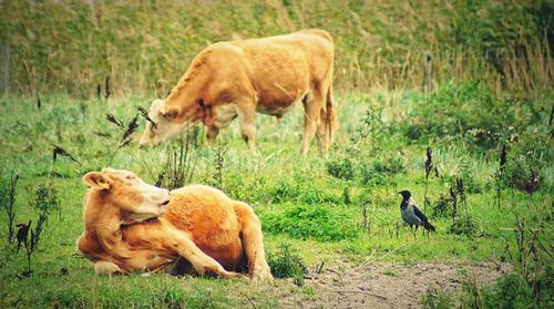 Sheep in a field