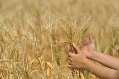 Close-up of wheat crop growing on field
