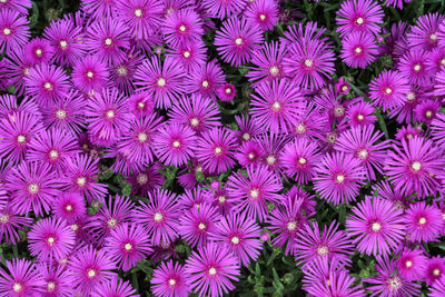 Full frame shot of purple flowers